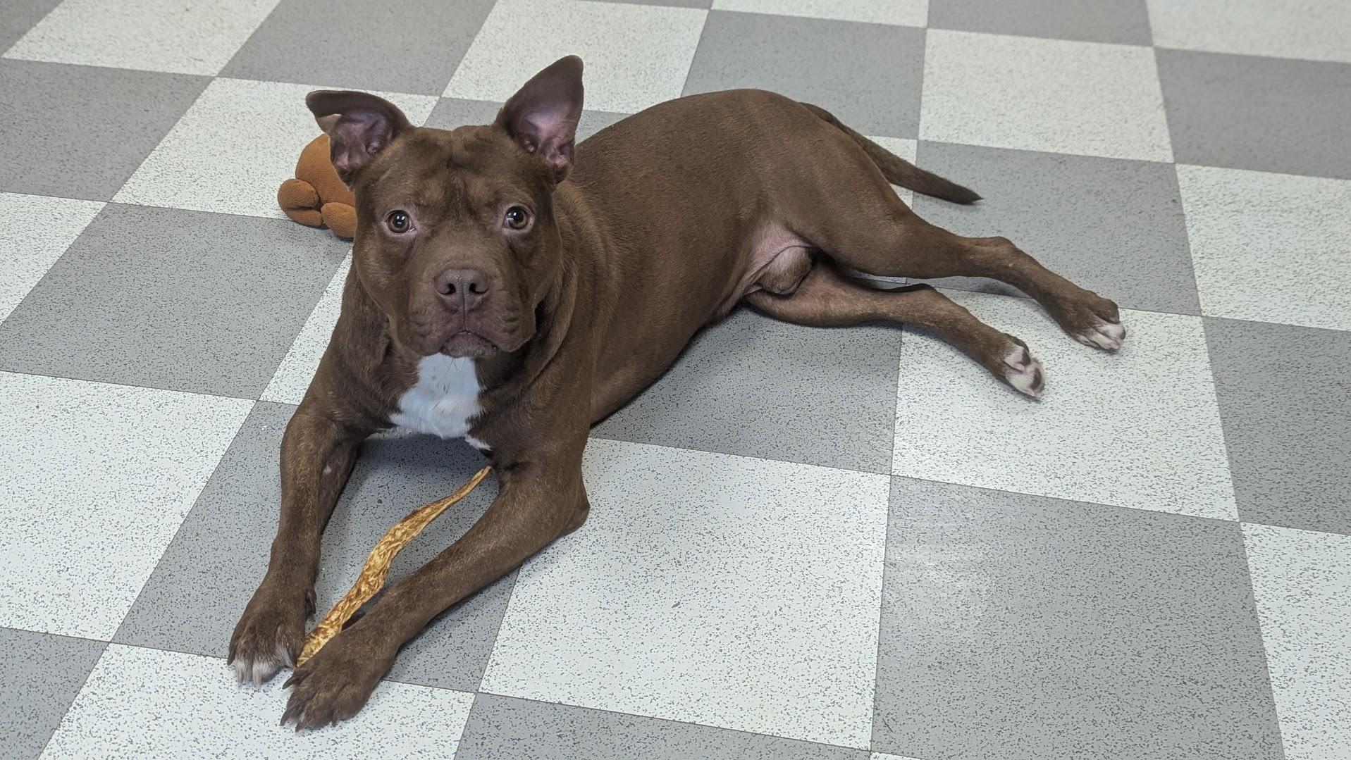 Smokehouse, ADOPTABLE, Adult Male Mixed Breed.