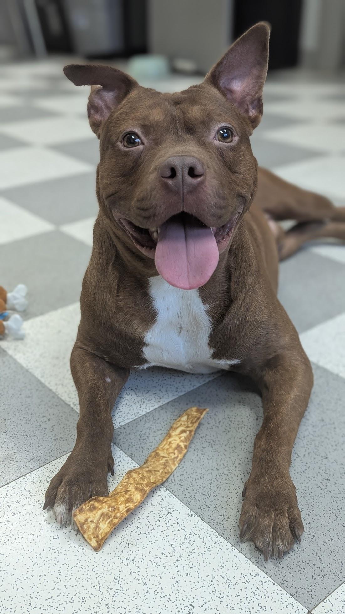 Enlarge Smokehouse, a ADOPTABLE Mixed Breed in Benton Harbor, MI image 2/3