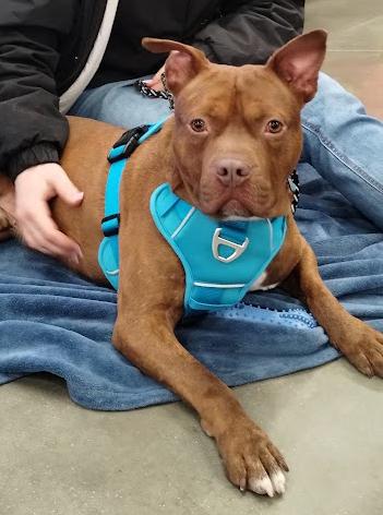 Enlarge Smokehouse, a ADOPTABLE Mixed Breed in Benton Harbor, MI image 1/5