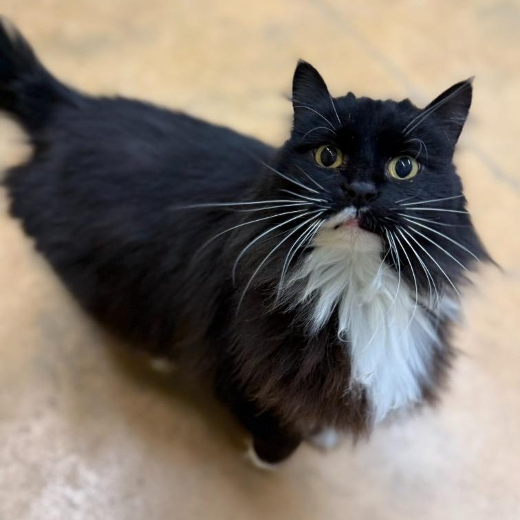 Socks, Adoptable, Adult Female Domestic Long Hair.