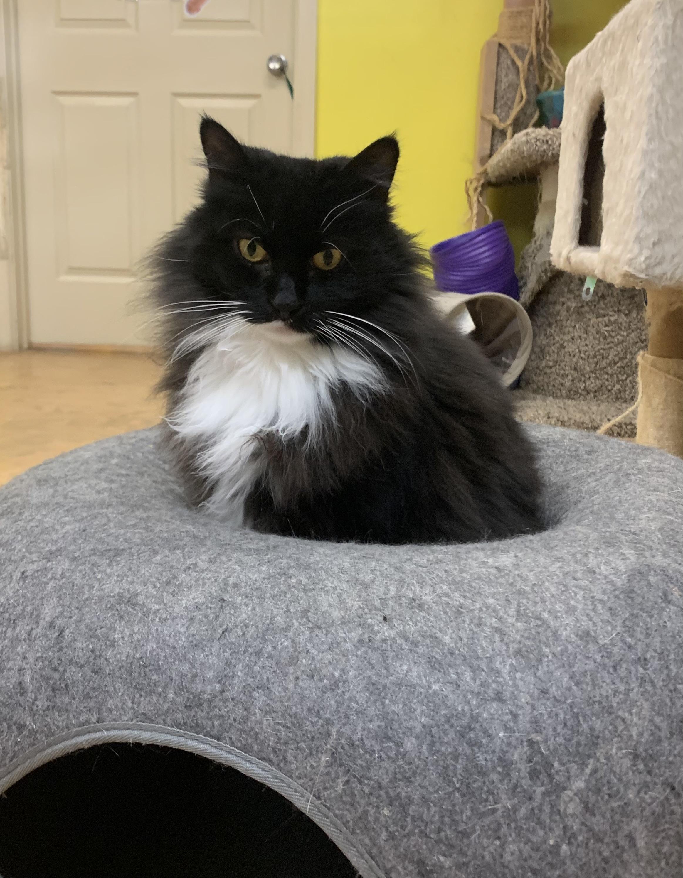 Socks, an adoptable Domestic Long Hair in Thayne, WY, 83127 | Photo Image 4