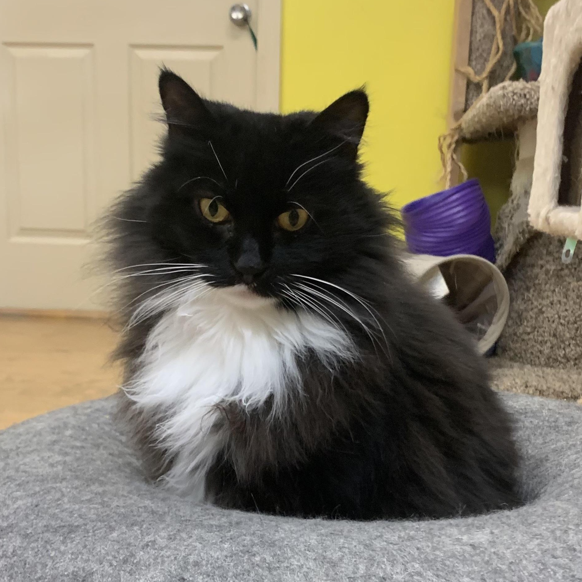 Enlarge Socks, a Adoptable mixed breed in Thayne, WY image 4/5