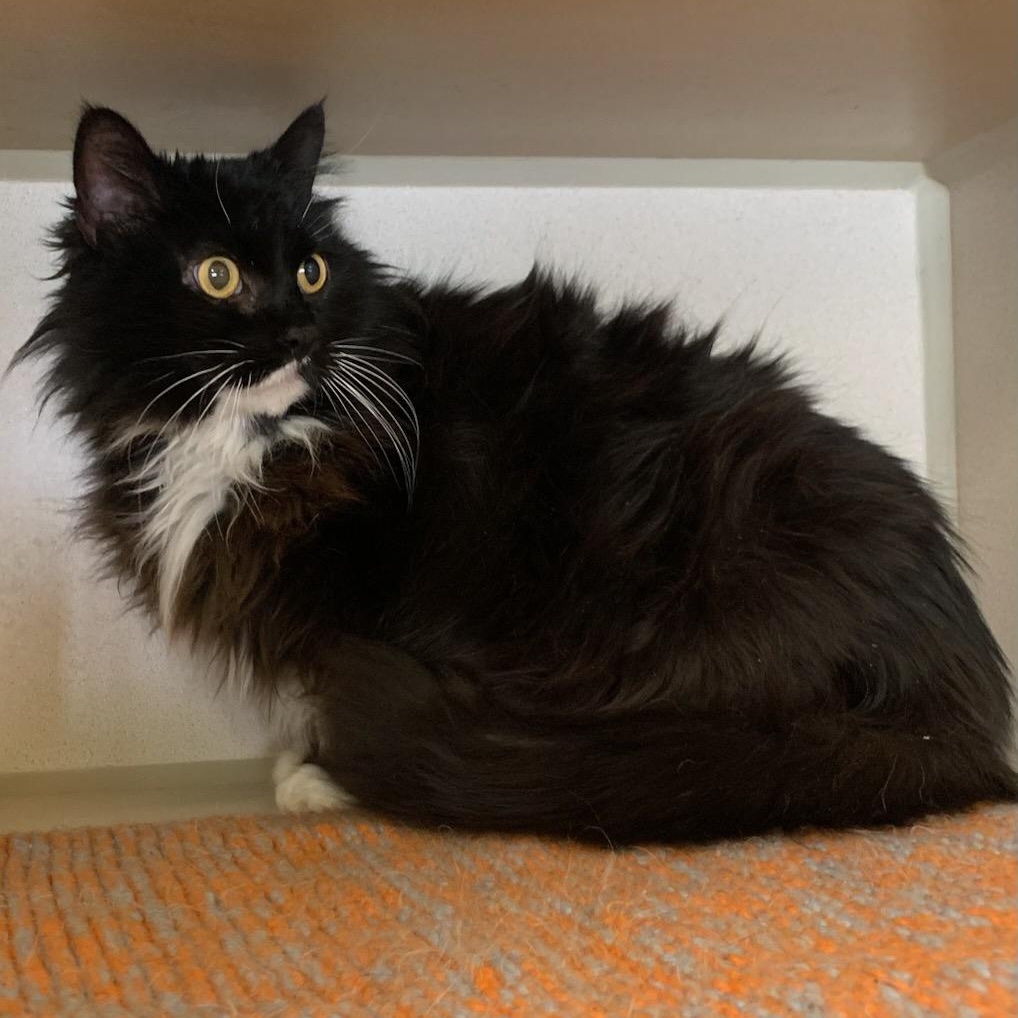 Enlarge Socks, a Adoptable mixed breed in Thayne, WY image 2/4