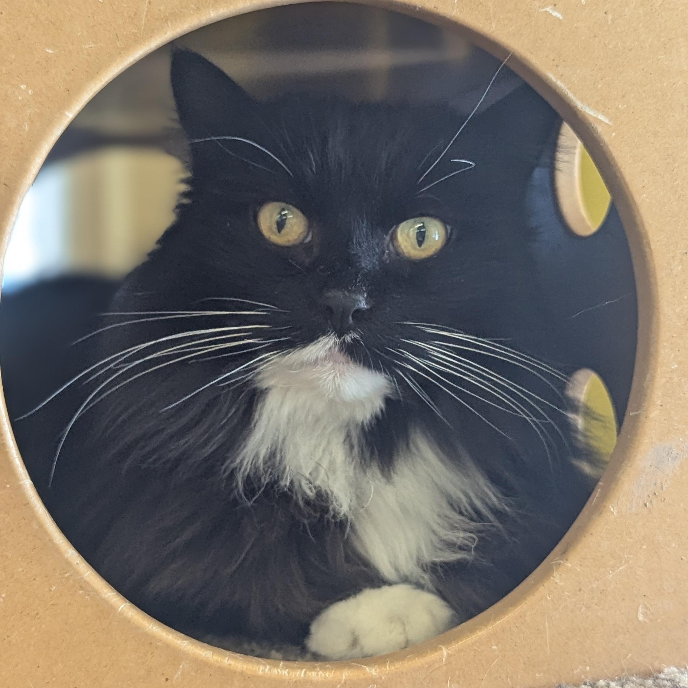 Enlarge Socks, a Adoptable mixed breed in Thayne, WY image 1/6