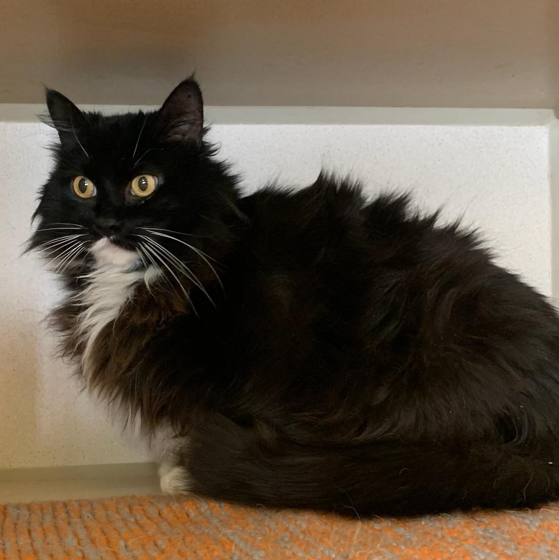 Enlarge Socks, a Adoptable mixed breed in Thayne, WY image 4/4