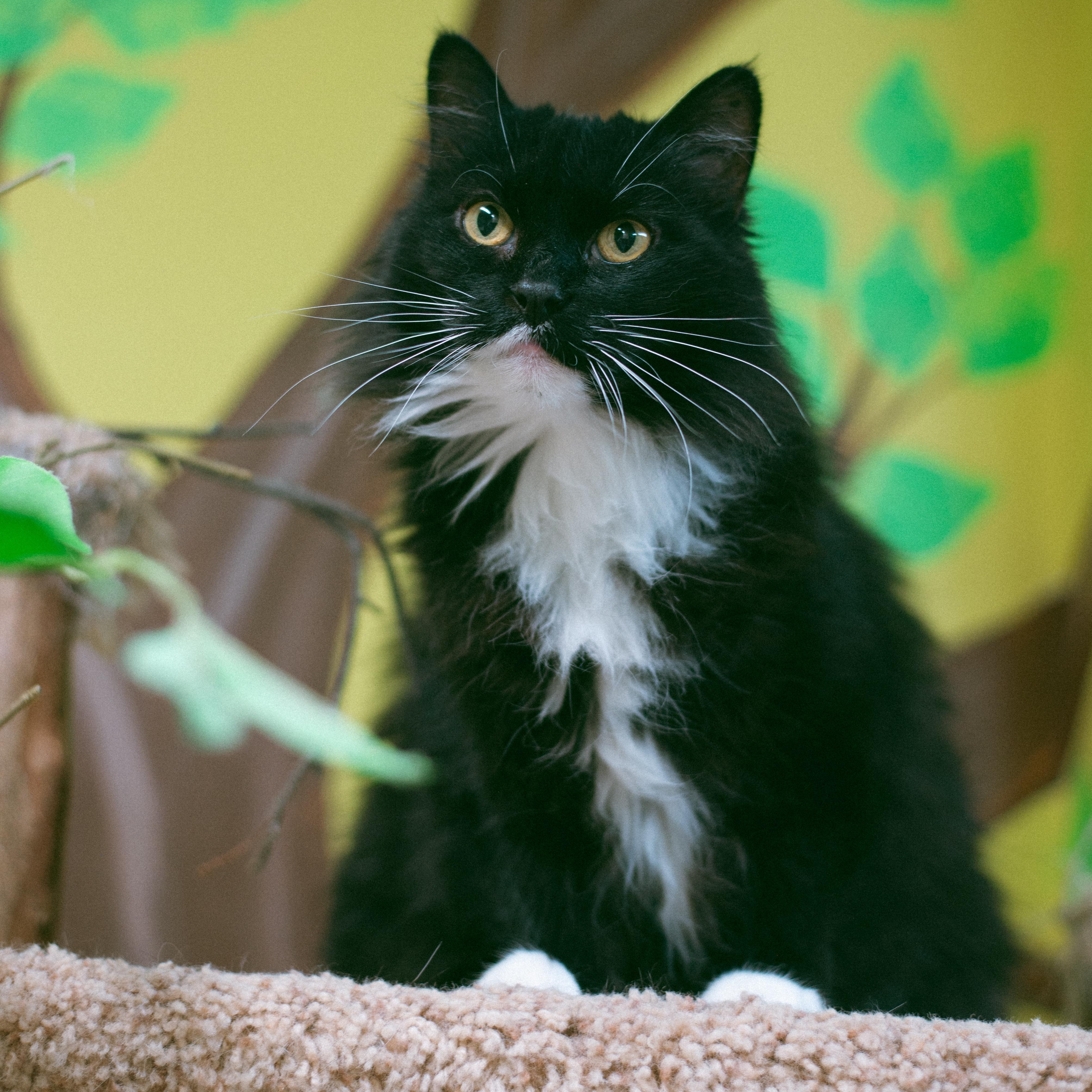 Enlarge Socks, a Adoptable mixed breed in Thayne, WY image 1/4