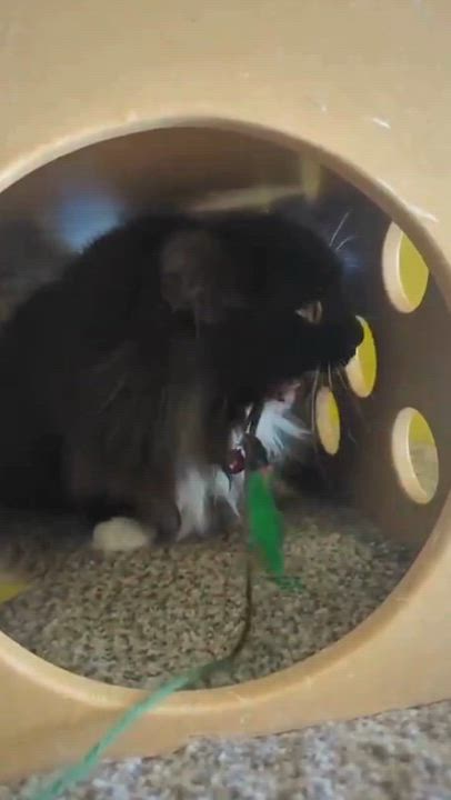 Enlarge Socks, a Adoptable mixed breed in Thayne, WY video 6/6