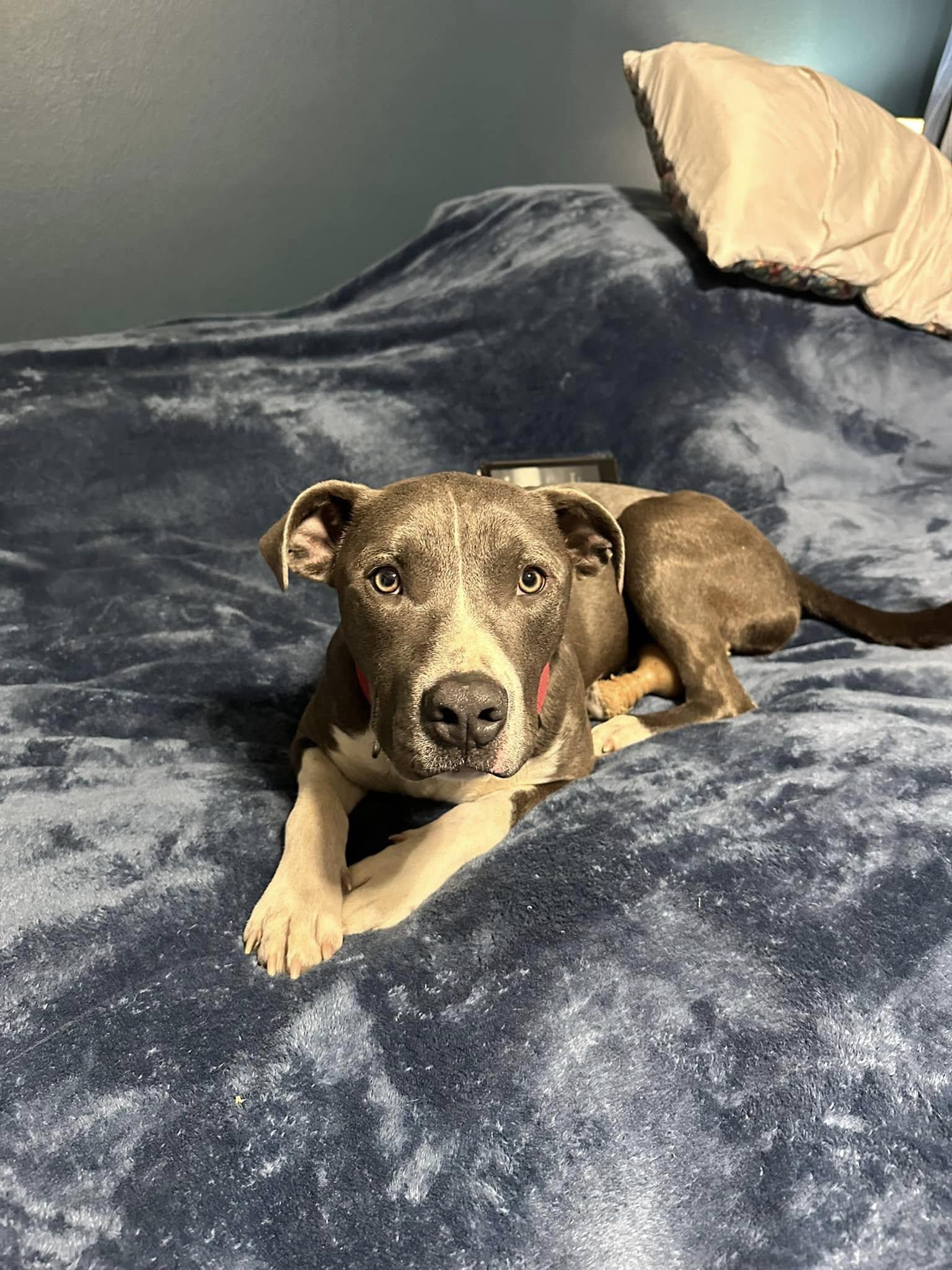 Enlarge Bishop, a ADOPTABLE mixed breed in Broken Arrow, OK image 1/1