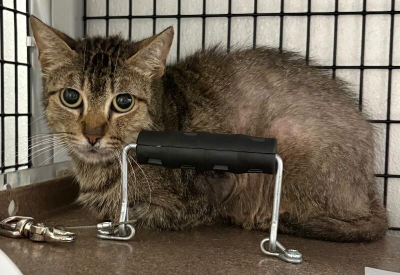 Enlarge Mantis, a Adoptable Domestic Short Hair in Katy, TX image 1/2