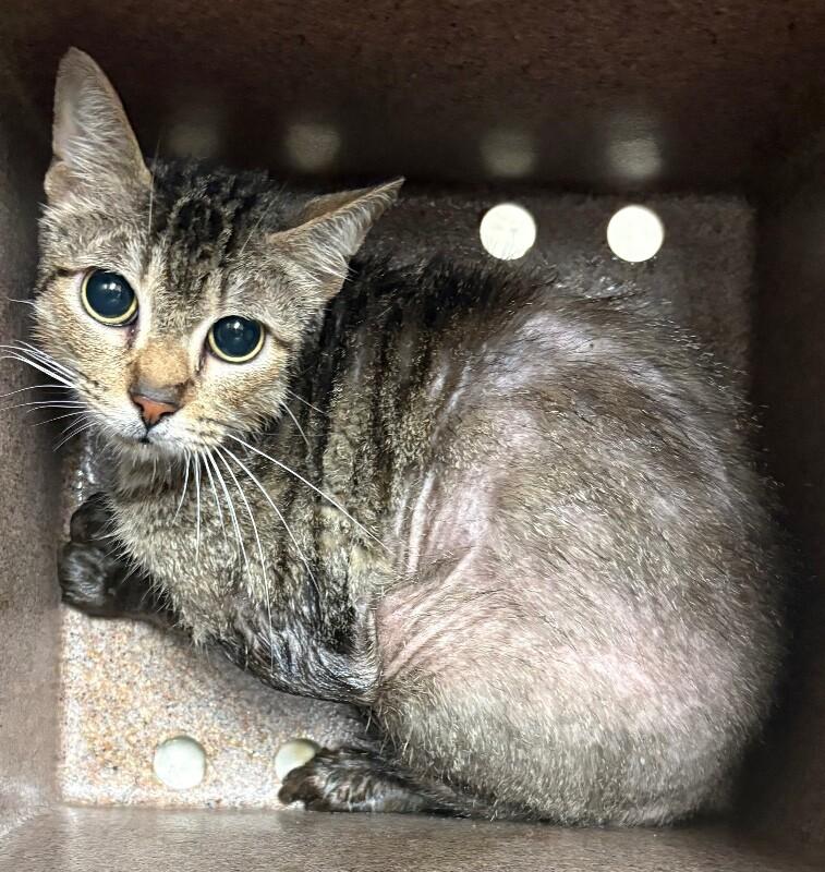 Enlarge Mantis, a Adoptable Domestic Short Hair in Katy, TX image 2/2