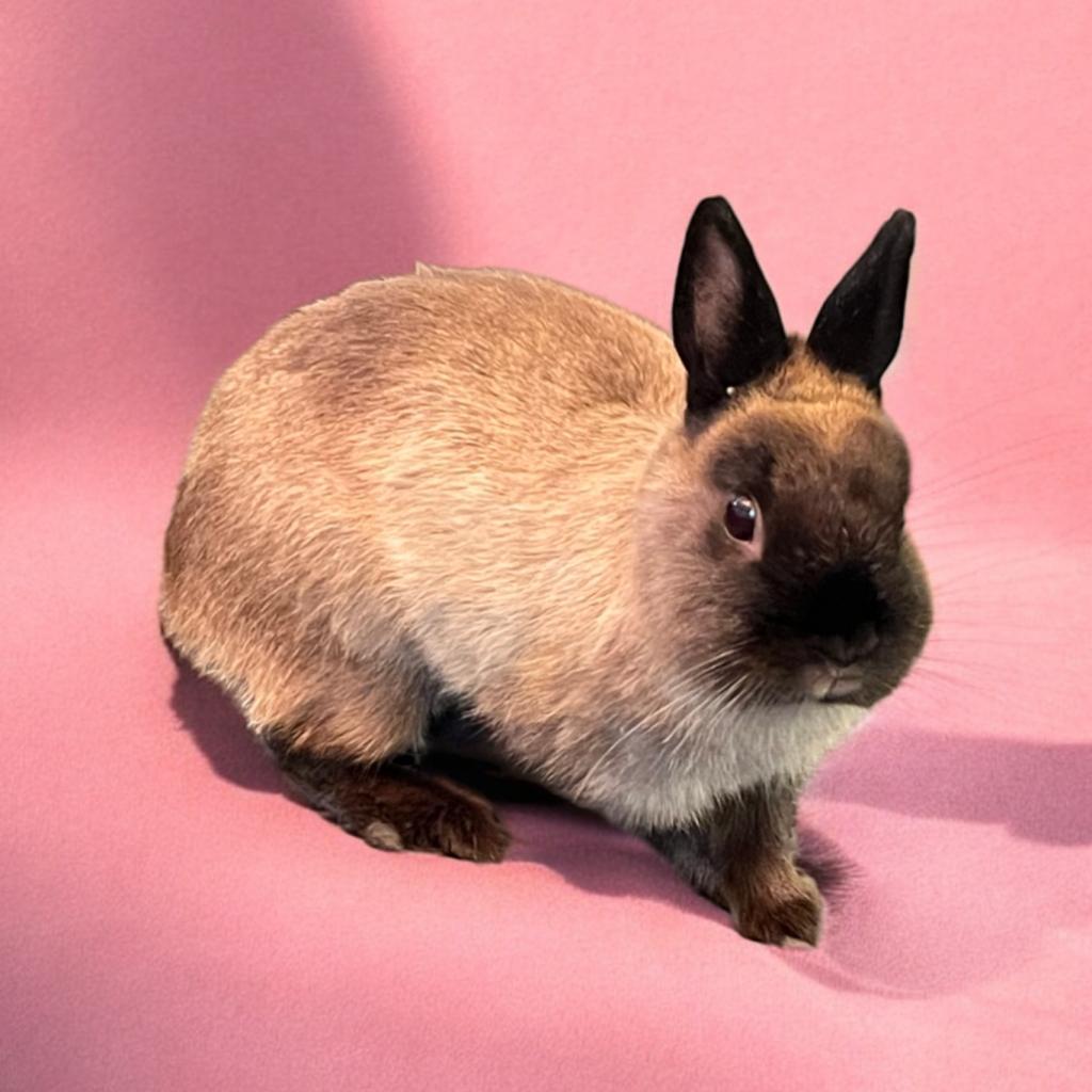 Daphne (bonded to Dylan), a Adoptable Netherland Dwarf in Murrieta, CA image 1/4