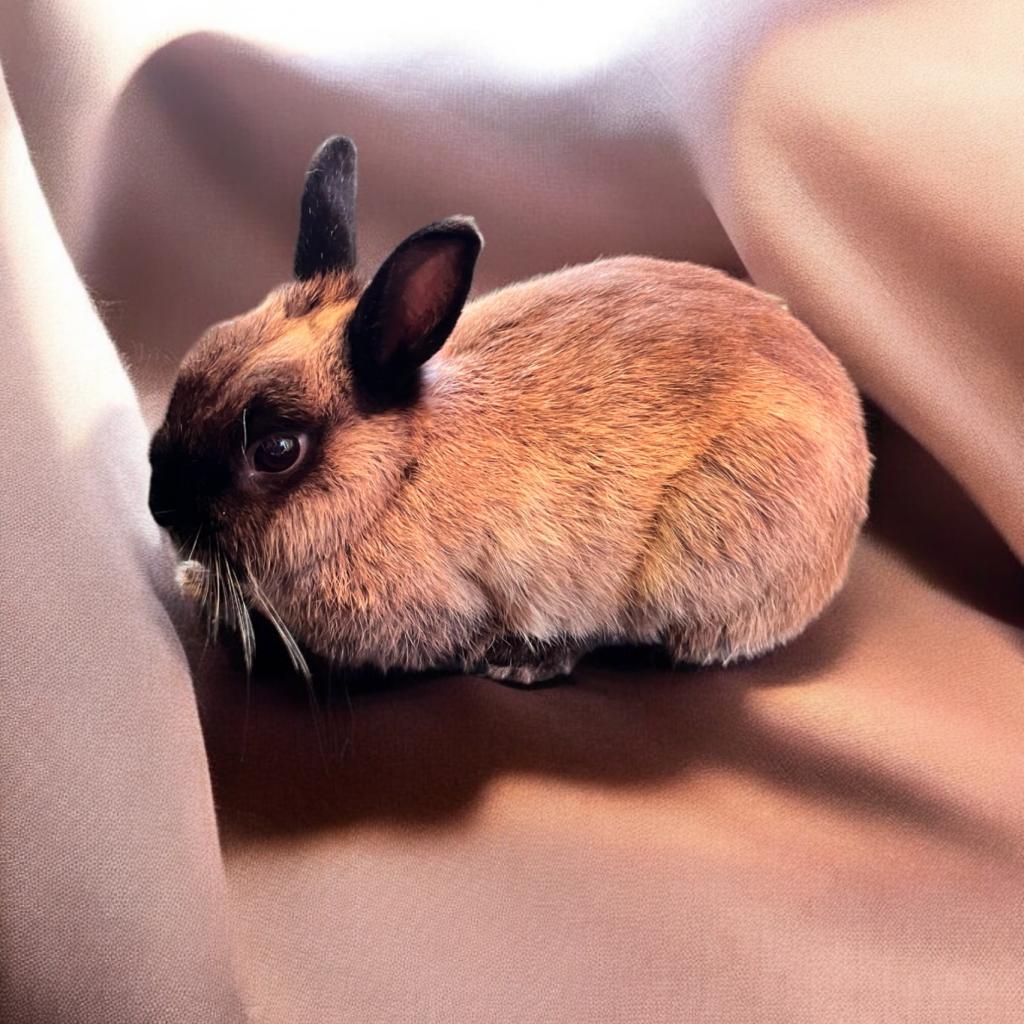 Daphne (bonded to Dylan), a Adoptable Netherland Dwarf in Murrieta, CA image 2/4