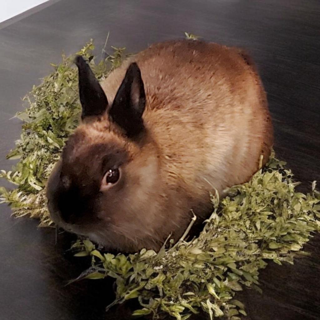 Daphne (bonded to Dylan), a Adoptable Netherland Dwarf in Murrieta, CA image 4/4