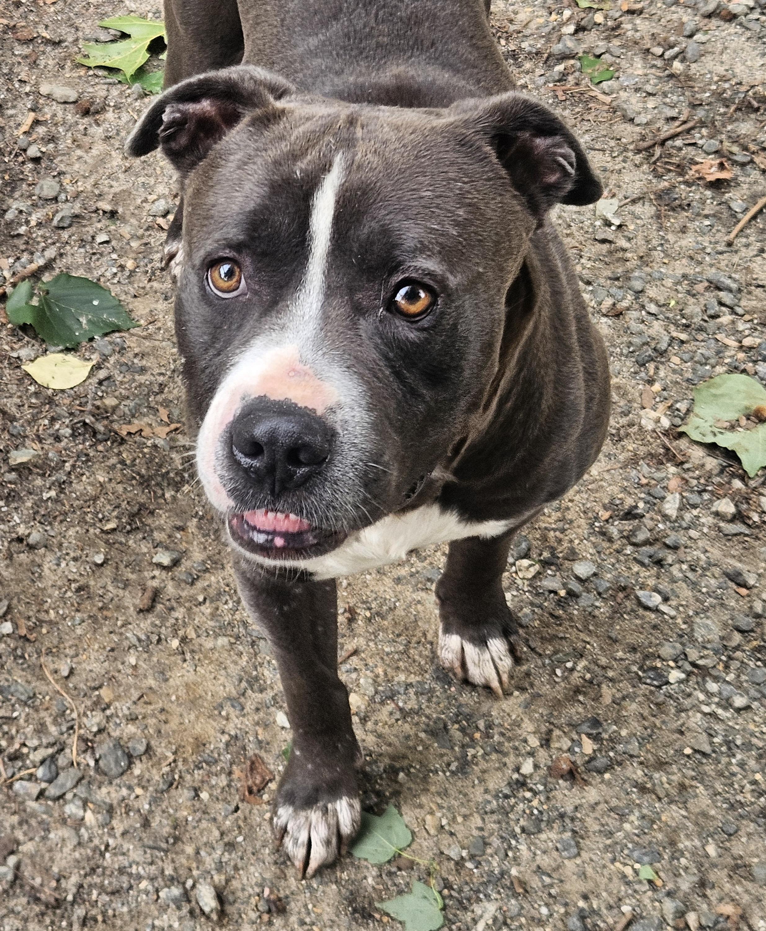 Enlarge Shiloh, a ADOPTABLE mixed breed in Heathsville, VA image 3/3