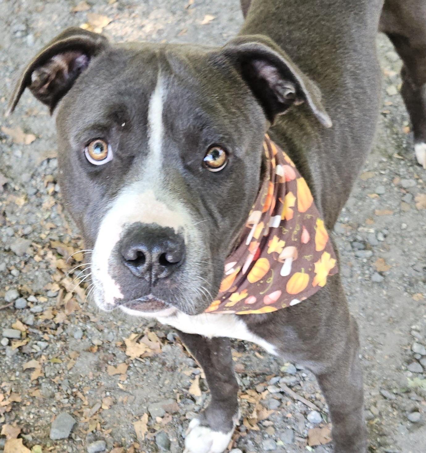 Shiloh, ADOPTABLE, Adult Male Pit Bull Terrier & Mixed Breed.