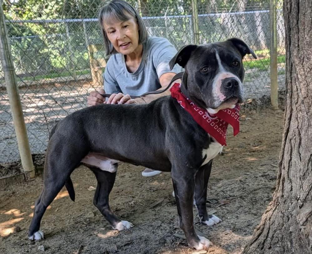 Enlarge Shiloh, a ADOPTABLE mixed breed in Heathsville, VA image 2/3