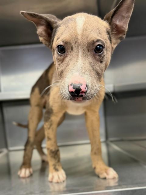 SCOUT, Adoptable, Puppy Male Catahoula Leopard Dog & Mixed Breed.