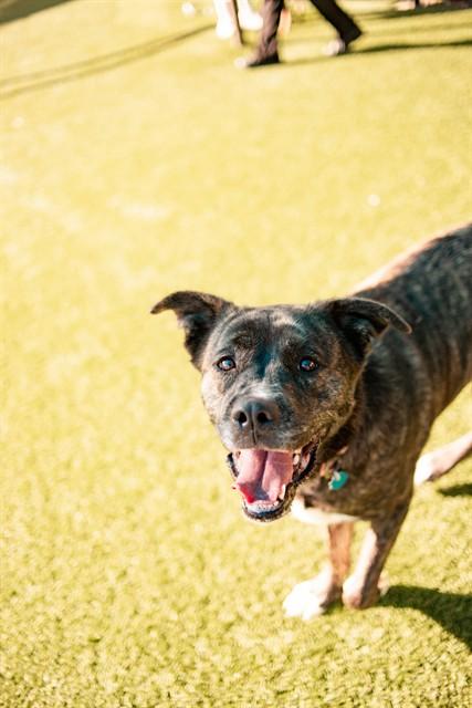 Enlarge TINKERBELL, a Adoptable Mixed Breed in Dallas, TX image 1/1