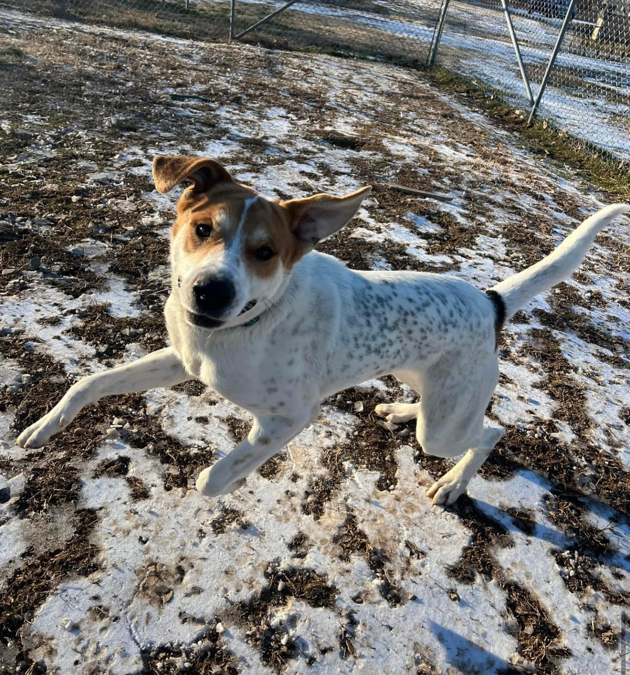 Enlarge Jeff, a Adoptable mixed breed in Glenwood, AR image 1/3