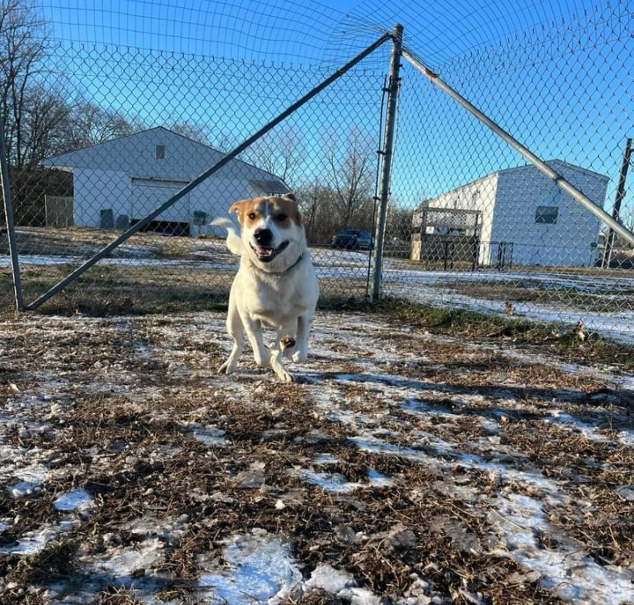 Enlarge Jeff, a Adoptable mixed breed in Glenwood, AR image 2/3
