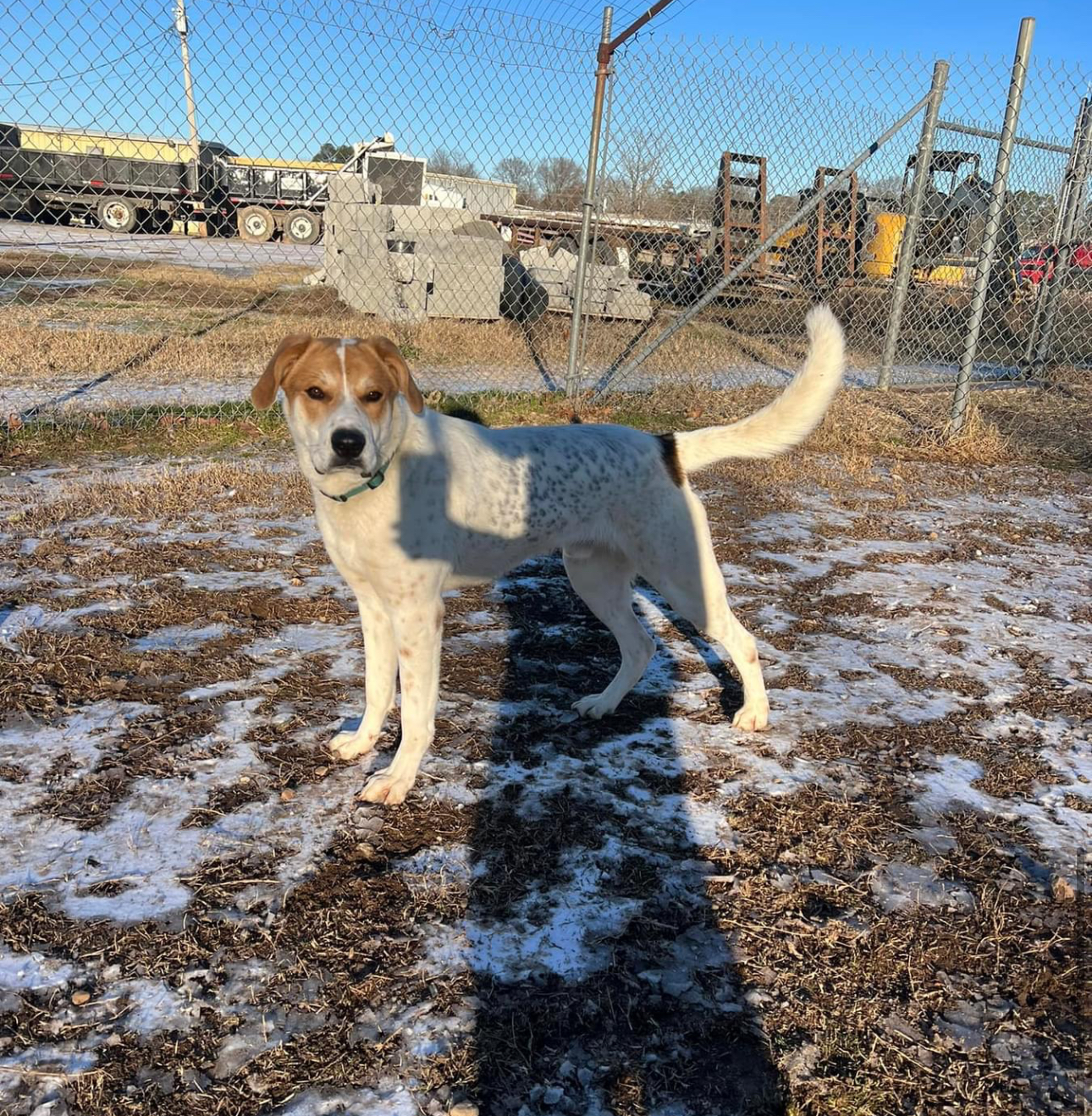 Enlarge Jeff, a Adoptable mixed breed in Glenwood, AR image 3/3