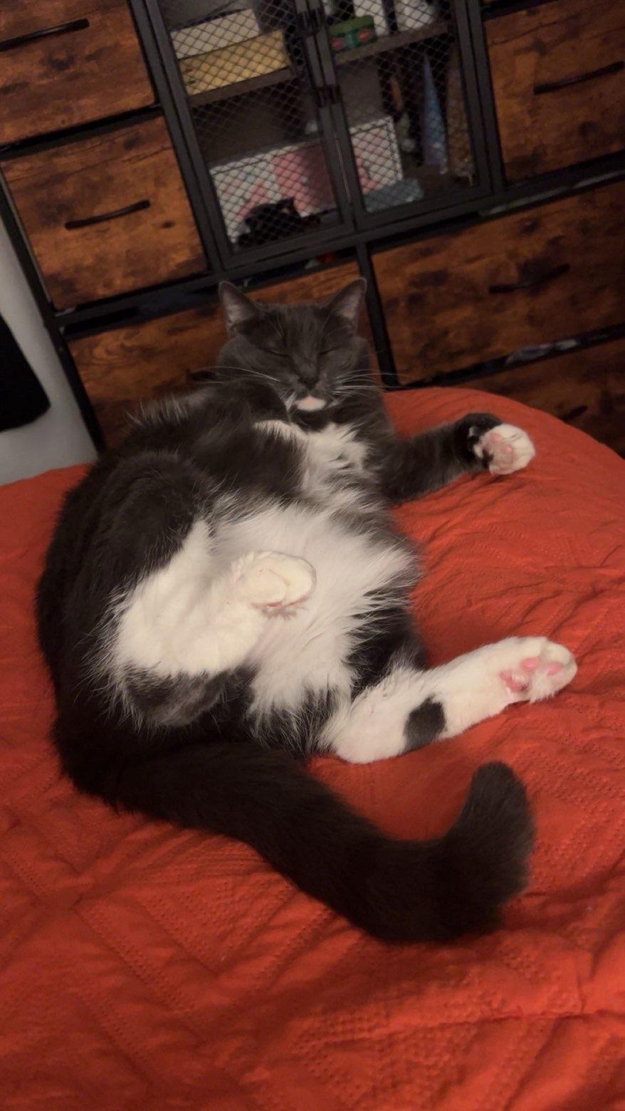 Enlarge Daphne, a ADOPTABLE Domestic Short Hair in Radford, VA image 5/5