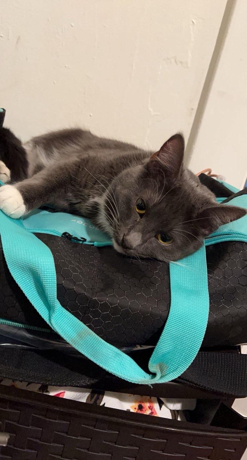 Enlarge Daphne, a ADOPTABLE Domestic Short Hair in Radford, VA image 3/5