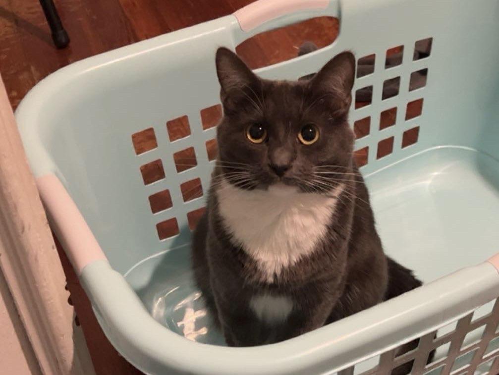 Enlarge Daphne, a ADOPTABLE Domestic Short Hair in Radford, VA image 2/5