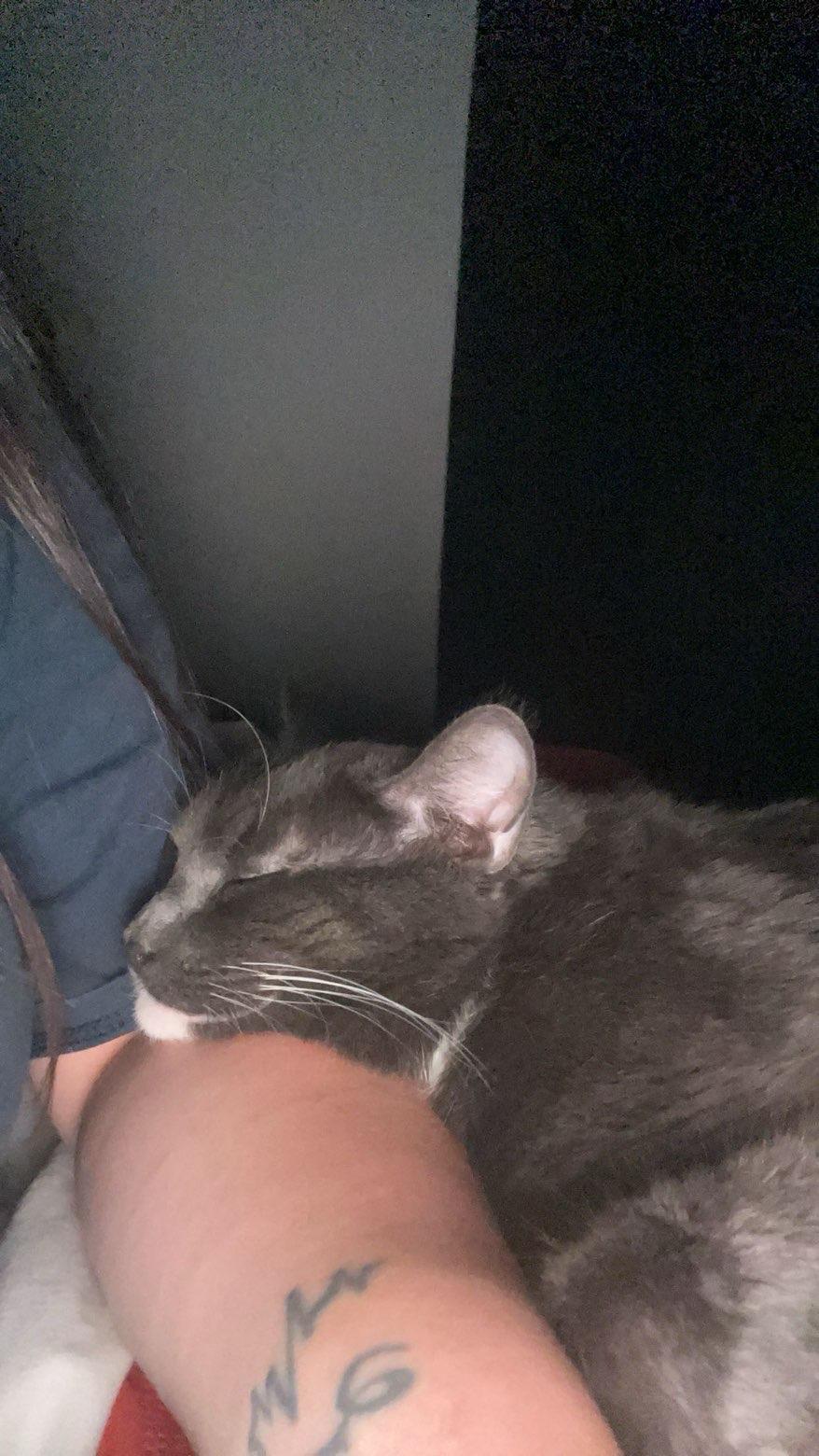 Enlarge Daphne, a ADOPTABLE Domestic Short Hair in Radford, VA image 4/5