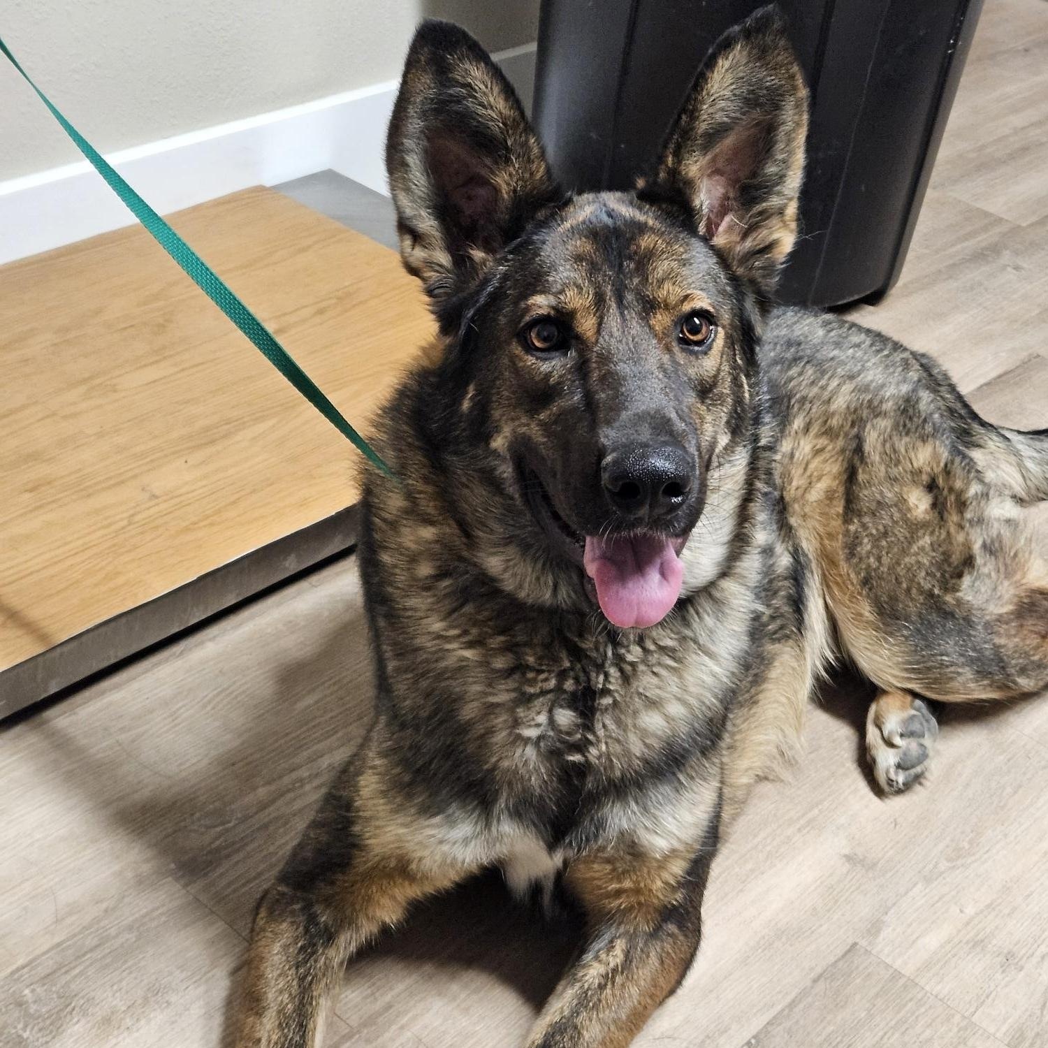 Nino, ADOPTABLE, Young Male German Shepherd Dog.
