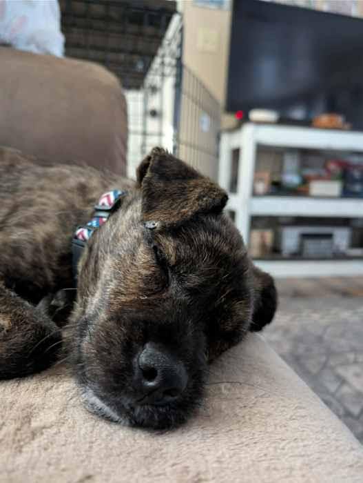 Enlarge Alvin, a ADOPTABLE mixed breed in Williamsport, PA image 2/2