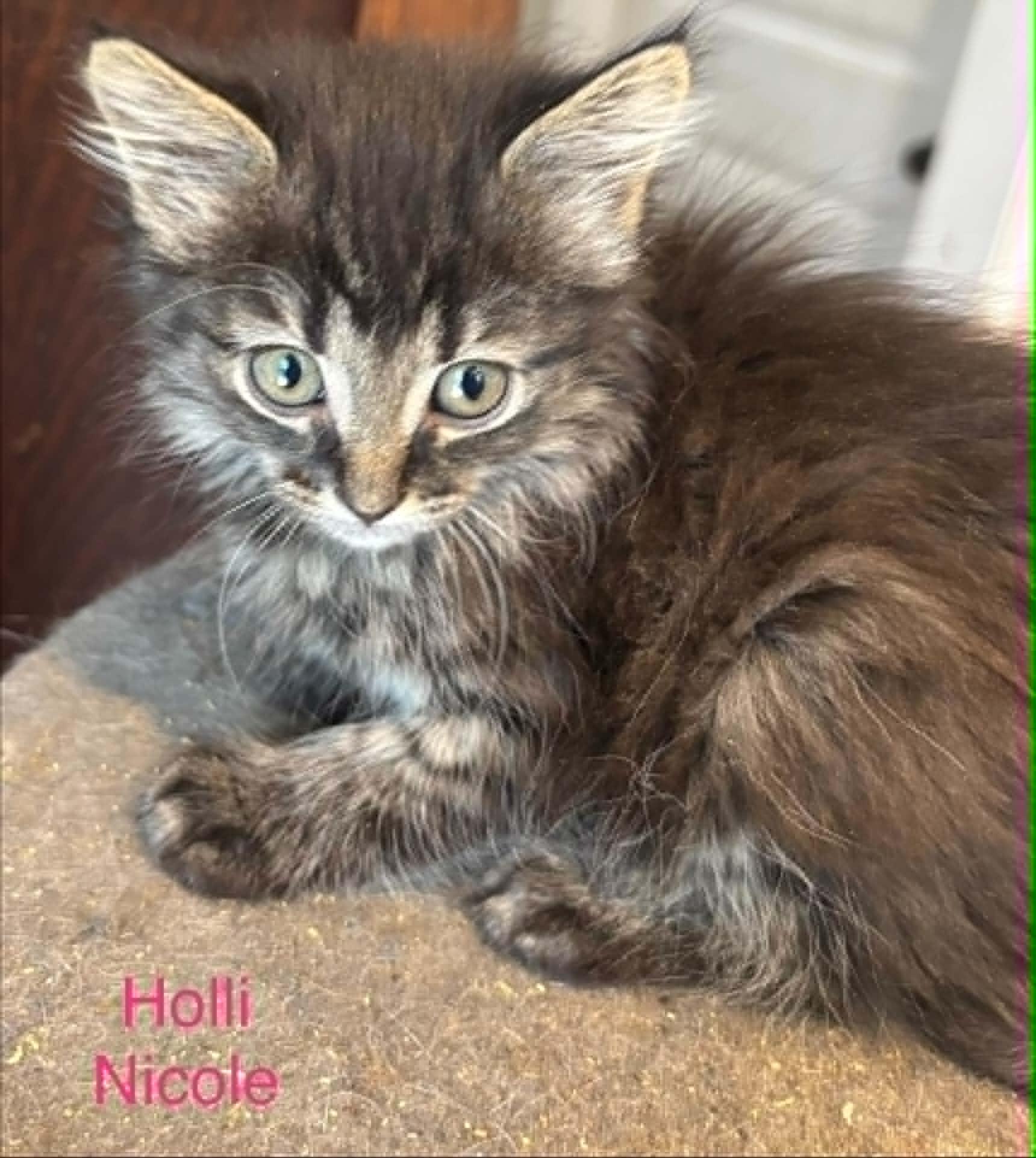 Enlarge Holli Nicole/ Juanito, a Adopted Domestic Medium Hair in Randolph, AL image 1/1