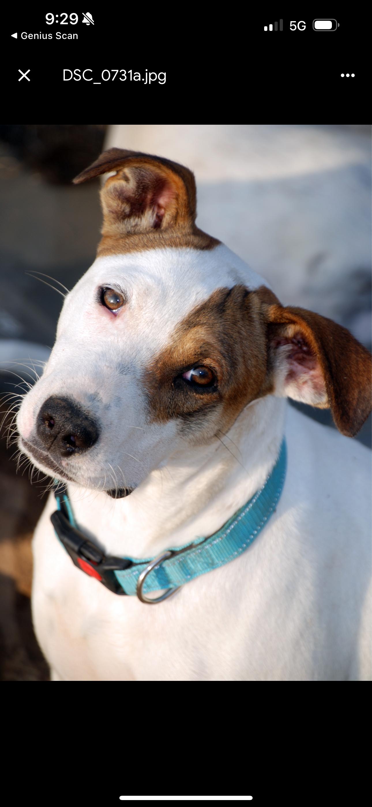 Patches, Adoptable, Young Male Mountain Cur & Pointer.