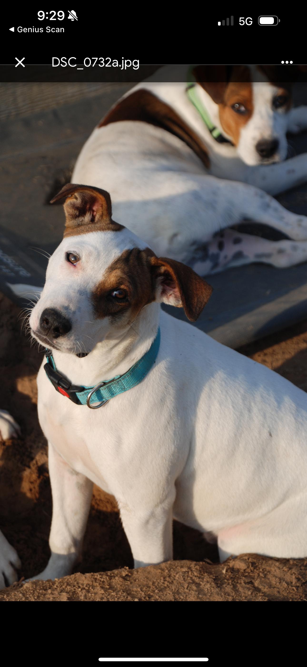 Patches, a Adoptable mixed breed in Madisonville, TX image 2/4