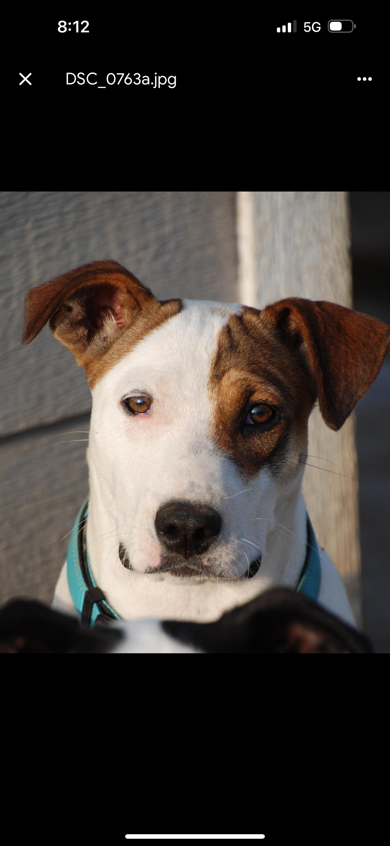 Patches, a Adoptable mixed breed in Madisonville, TX image 3/4