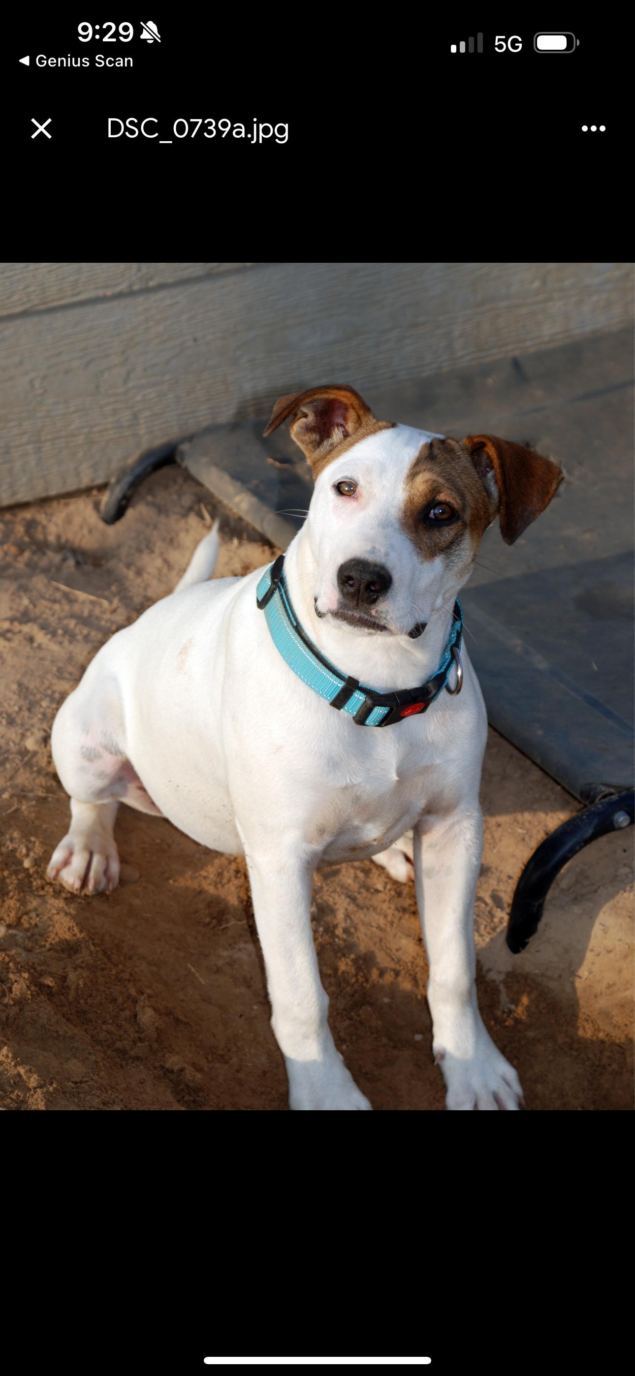 Patches, a Adoptable mixed breed in Madisonville, TX image 4/4