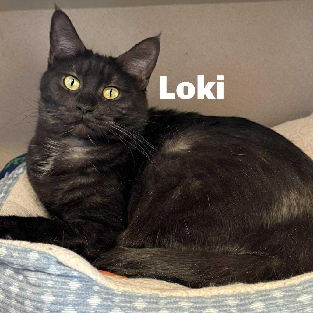 Enlarge Loki 250742, a Adoptable mixed breed in Escanaba, MI image 2/2