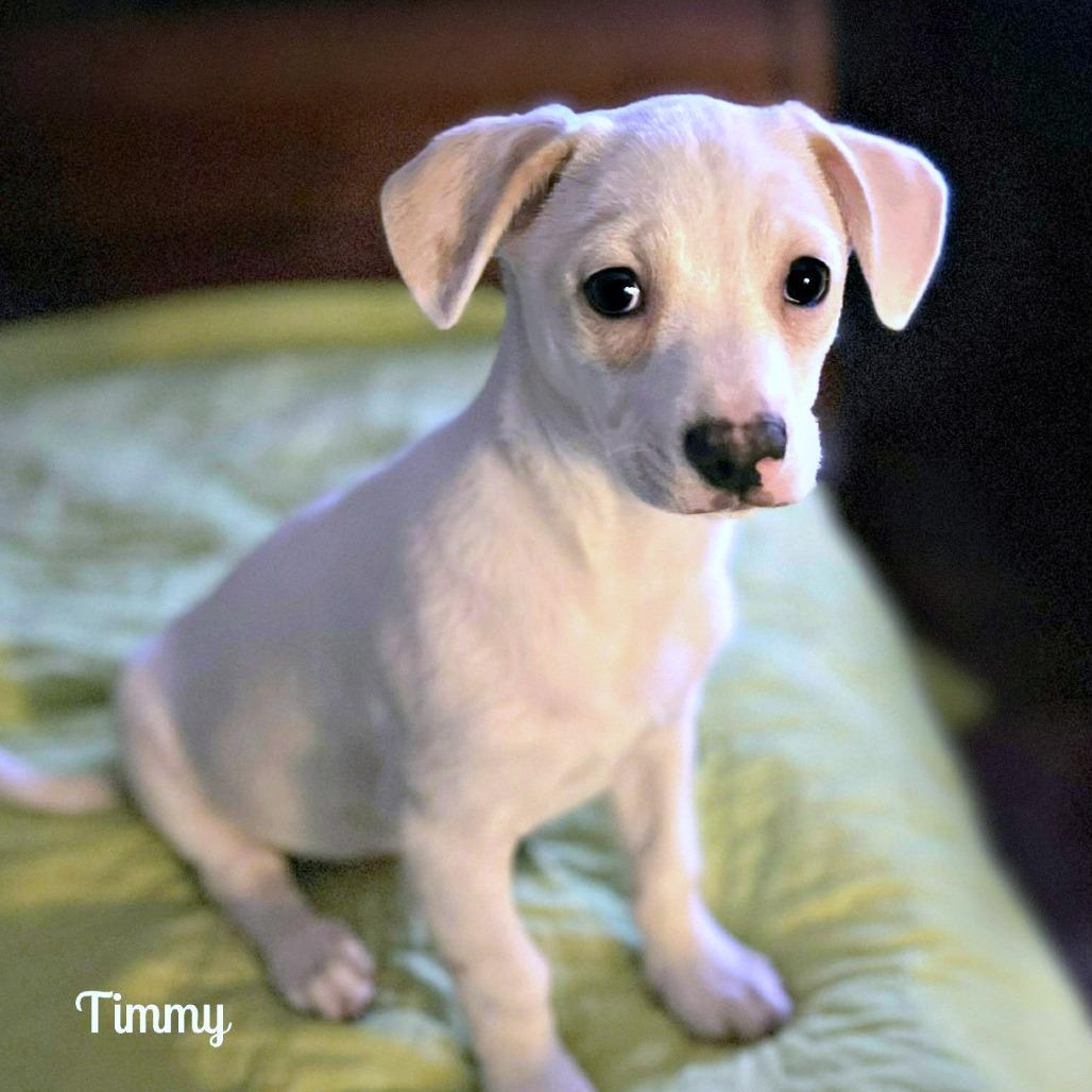 Timmy, Adoptable, Puppy Male Jack Russell Terrier & Terrier.