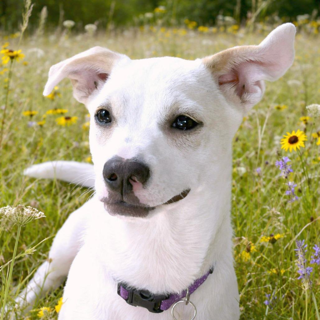Enlarge Timmy, a Adoptable mixed breed in Boerne, TX image 4/6