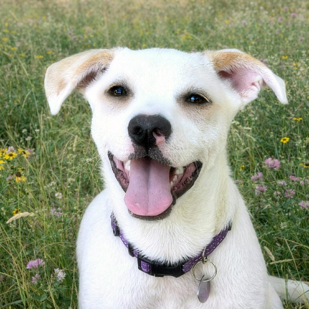 Enlarge Timmy, a Adoptable mixed breed in Boerne, TX image 1/6