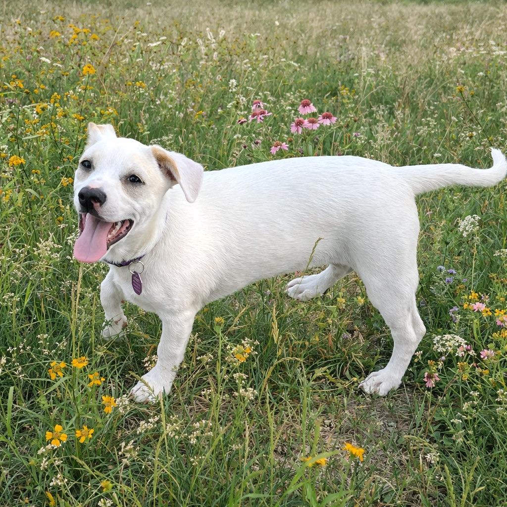 Enlarge Timmy, a Adoptable mixed breed in Boerne, TX image 5/6