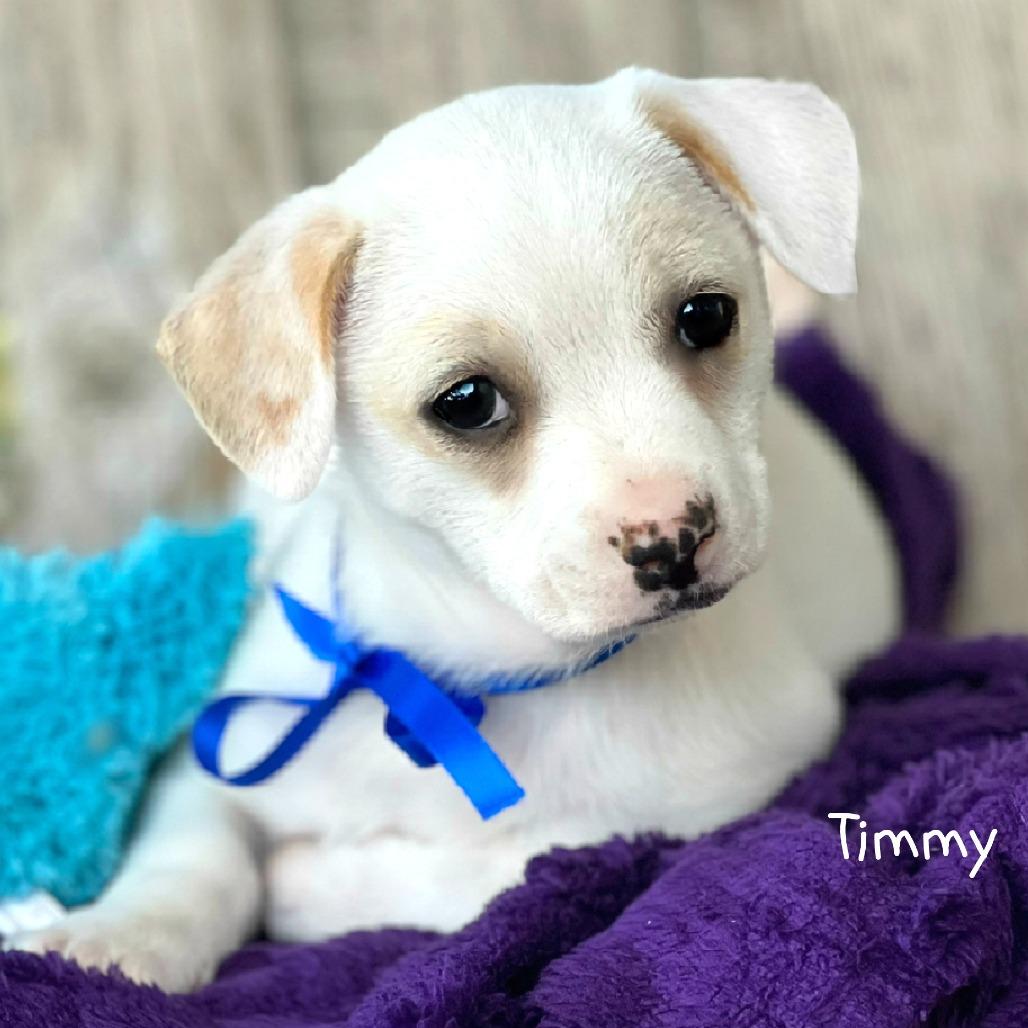 Enlarge Timmy, a Adoptable mixed breed in Boerne, TX image 6/6