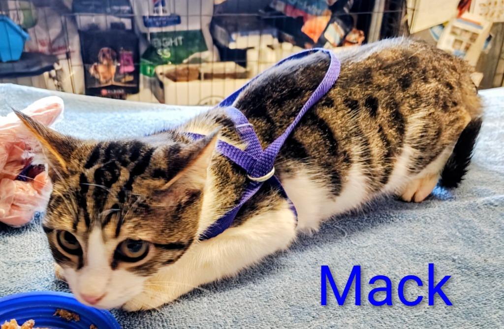 Enlarge Mack, a Adopted mixed breed in Mena, AR image 1/1