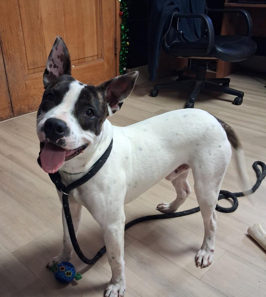 Enlarge Gatsby, a Adoptable mixed breed in Effingham, IL image 1/2