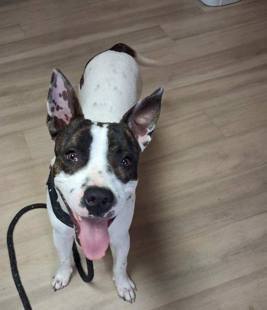 Enlarge Gatsby, a Adoptable mixed breed in Effingham, IL image 2/2