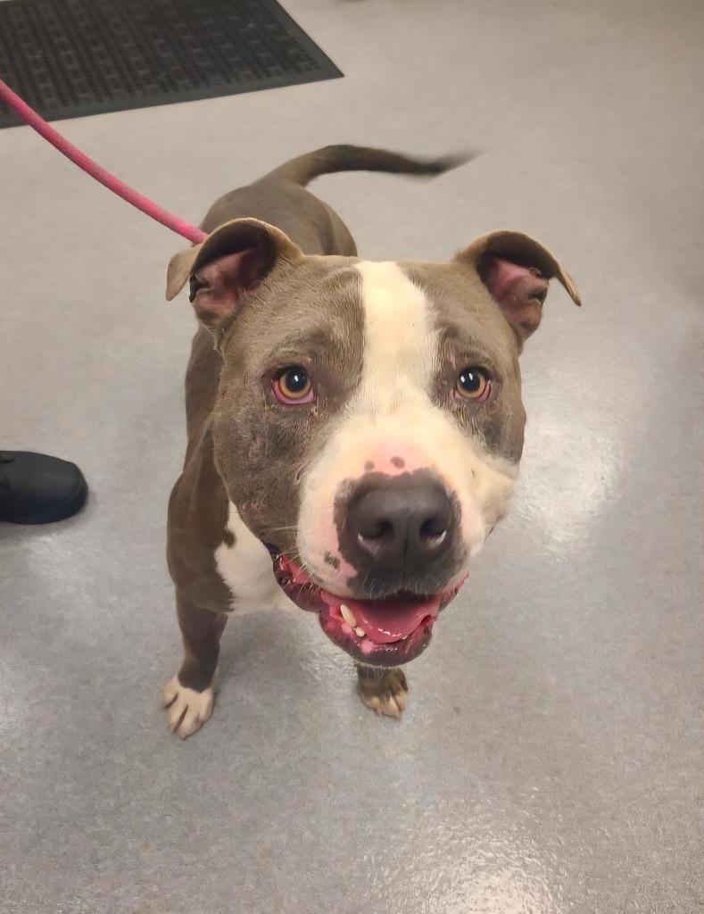 Enlarge Jaron Yrly 384/27, a Adoptable Pit Bull Terrier in Sidney, OH image 1/6