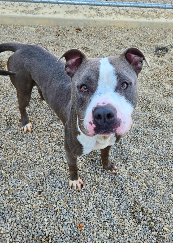 Jaron Yrly 384/27, a Adoptable Pit Bull Terrier in Sidney, OH image 3/6