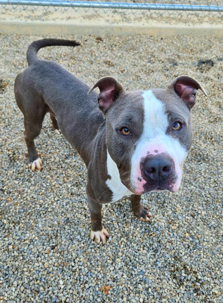 Enlarge Jaron Yrly 384/27, a Adoptable Pit Bull Terrier in Sidney, OH image 3/6