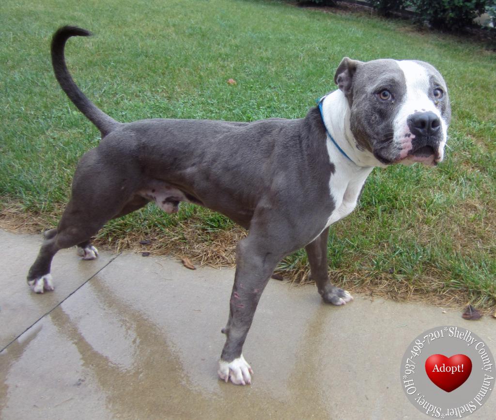 Enlarge Jaron Yrly 384/27, a Adoptable Pit Bull Terrier in Sidney, OH image 4/6