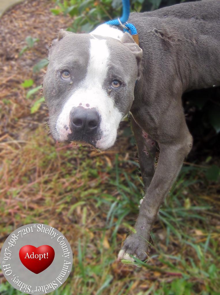 Enlarge Jaron Yrly 384/27, a Adoptable Pit Bull Terrier in Sidney, OH image 5/6